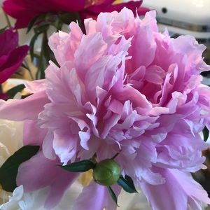 Meet your Posher, Sheila